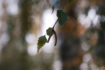 Carl Zeiss Jena Tessar 5cm f/2.8 - (Exa) - 7