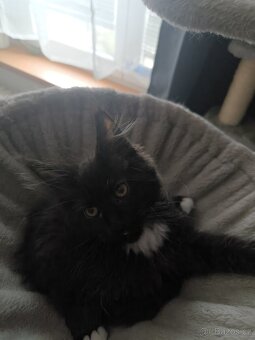 Mainská mývalí s PP - 7