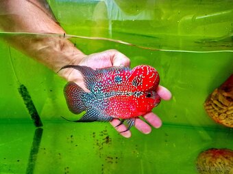 Flowerhorn Super red Dragon. - 7