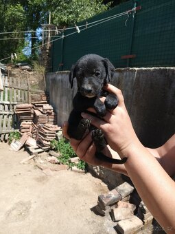 Štěňátka Labrador - 7