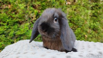 Zakrslý beránek, králíček, králík - PEGAS - 7