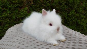 Zakrslý beránek, králíček, králík- ONDŘEJ A OLAF - 7