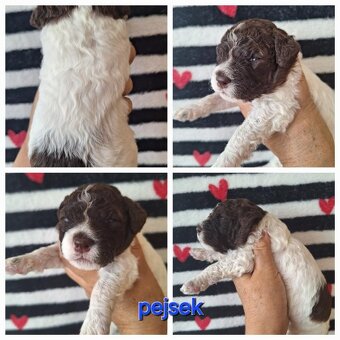 Lagotto romagnolo - štěňata s PP - 7