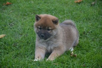 Shiba inu s průkazem původu - 7