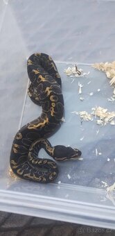 Krajta královská - 7