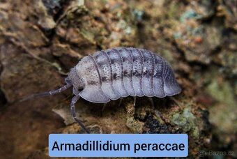 Stínky - isopody - 7