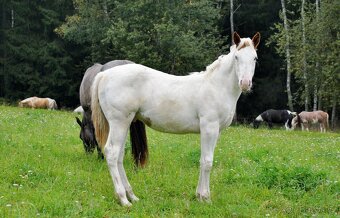 Hřebeček APH 2025 - 7