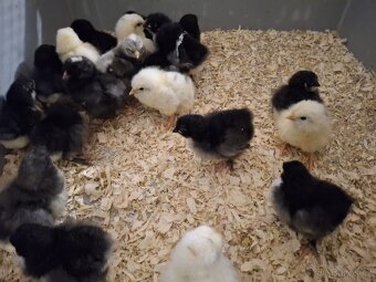 Prodáme kuřátka rezervace - 7