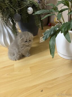 Skotská klapoucha kotatka - 7