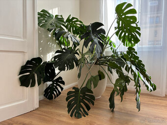monstera - 7