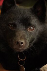 Šiperka s PP- nabízím krytí plnochrupým zdravým psem - 7