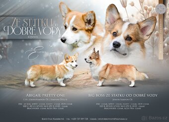 Welsch corgi pembroke s PP - 7
