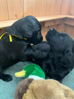 Přijímáme rezervace na štěňátka Flat coated retriever s PP - 7