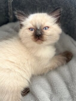 Luxusní ragdoll kocourek k odběru - 7