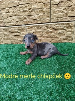 Jezevčík trpaslici - 7