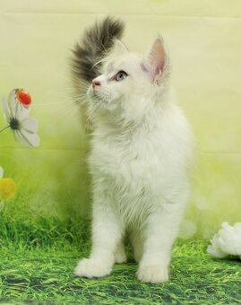 Sibiřská kočka - Neva Masqerade - 7