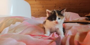 Rozkošná koťátka kříženci Mainské mývalí - 7