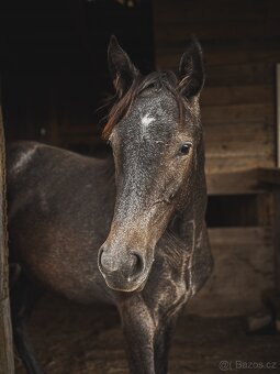 Hledáme výpomoc ke koním - 7