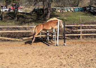 Kvalitní klisnicka hafling - 7