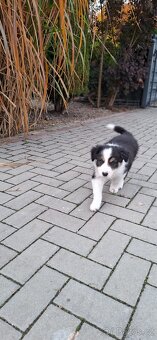 Border collie - 7