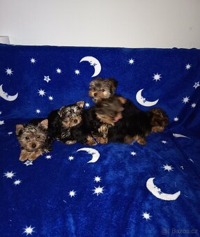 Jorkšírský teriér bez PP - 7