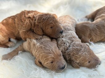 Goldendoodle - 7