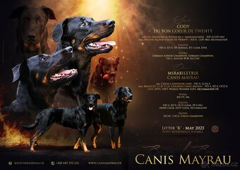 Beauceron štěńátka s PP ze zahraničního spojení - 7