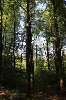 Prodej nevytěženého lesa u Luhačovic - 3,25 ha - 7