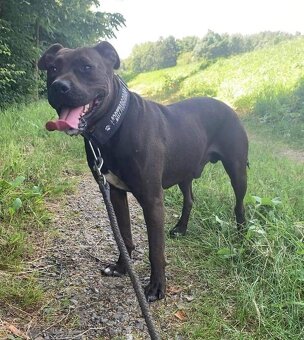 LEX K ADOPCI - skvělý parťák a mazel pro zkušené - 7