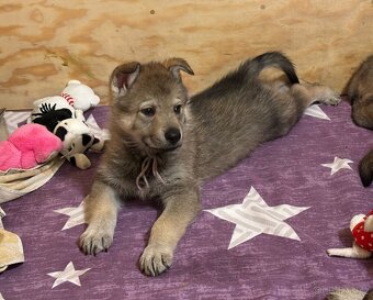 Československý vlčák, štěňata z Tajemné zahrady - 7