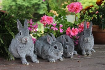 Zakrslý činčilový rex s rodokmenem - 7