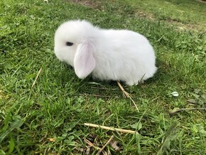 Mini lop mláďata 2. - k rezervaci - 7