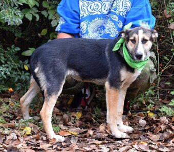 DOMINO K ADOPCI - 1 ROK, UČENLIVÝ,HODNÝ,ZVĚDAVÝv - 7