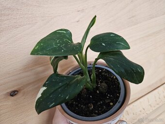 pokojová rostlina Philodendron různé - 7