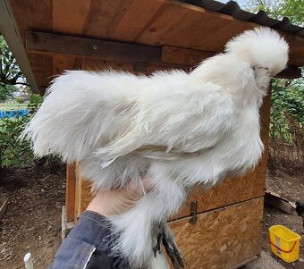 Hedvábnička USA kohouti - 7