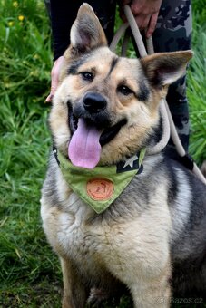 HAKIM K ADOPCI - 3 ROKY, KRÁSNÝ,PŘÁTELSKÝ,HRAVÝ - 7