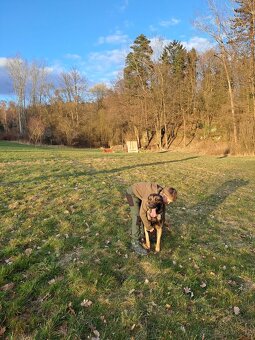 Belgický ovčák Malinois – hlídač, srdcem mazel - 7