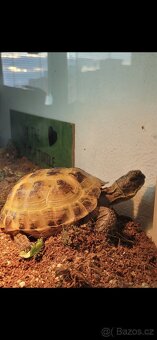 Testudo horsfieldii (Želva Stepní) - 7