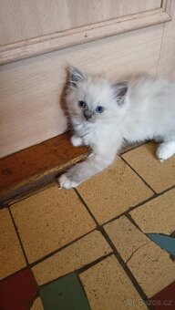 Krásná koťátka Ragdollů s PP - 7