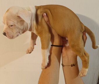 Štěňata americký stafordšírský teriér - 7