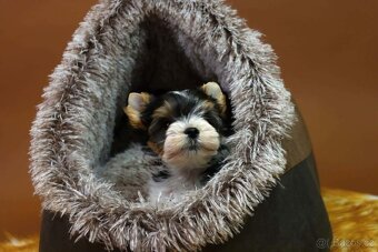 Biewer jorkšírský terriér - pejsek - 7