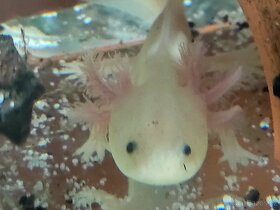 Axolotl mexický - Ambystoma mexicanum - 7