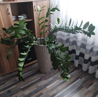 Prodám - Zamioculcas zamiifolia - Kulkas zamiolistý. - 7