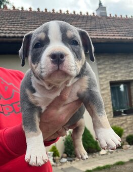 Štěně American Bully - 7