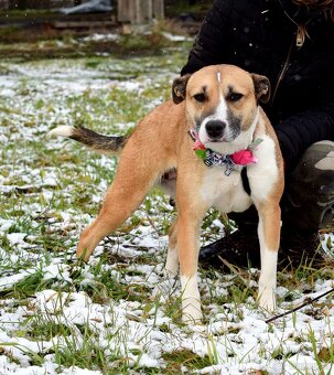 FLAVIA K ADOPCI - 2 ROKY, USMĚVAVÁ, KAMARÁDSKÁ - 7