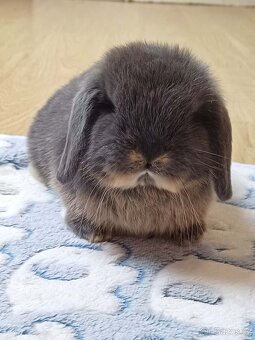 Minilop Samička Blue Otter - 7