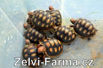 SUCHOZEMSKÉ ŽELVY UHLÍŘSKÉ – vlastní odchov - 7