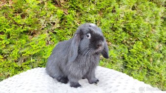 Zakrslý beránek, králíček, králík - ELLA - 7