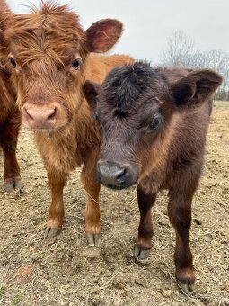 Aberdeen Angus, Highland - 7