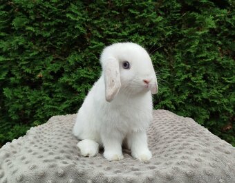 Zakrslý beránek, králíček, králík - NOAH - 7